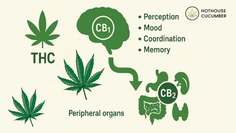 Illustration of THC acting on receptors in the endocannabinoid system CB1 and CB2