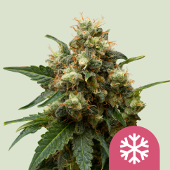 Royal Queen Seeds Cannabis Seeds Ice Feminizuotos