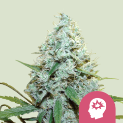 Royal Queen Seeds Cannabis Seeds AMG Feminizuotos