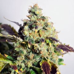 Doctor's Choice Seeds DC Kush Photo Feminized