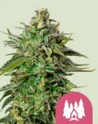 Royal Queen Seeds Semena konoplje Larry OG Feminized
