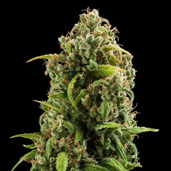 Royal Queen Seeds Cannabisfrön Diesel Auto