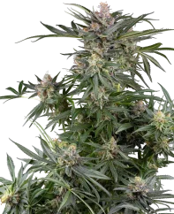Sensi Seeds Cannabis Seeds Dosimosa Feminizowane