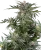 Sensi Seeds Cannabis Seeds Dosimosa Feminizowane