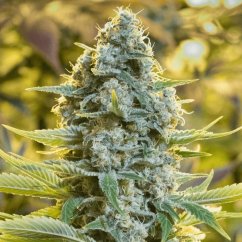 Silent Seeds Classic Cannabis Seeds Moby Dick Θηλυκοποιημένοι σπόροι
