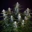 Royal Queen Seeds Cannabisfrön Orion F1 Auto