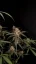 Fast Buds Cannabis Seeds AK Auto