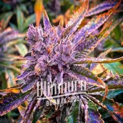 Blimburn Seeds Cannabis Seeds Red Dragon Feminized