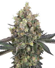 Sensi Seeds Cannabis Seeds Sweet Berry Breeze Feminized by White Label, 3-10 db