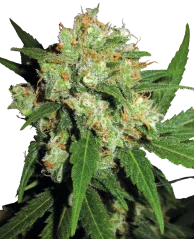 Sensi Seeds Cannabis Sensi Skunk® Regular, 10 Stk.
