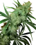 Sensi Seeds Cannabis Seeds Fruity Juice® Regular, 10 Stk.