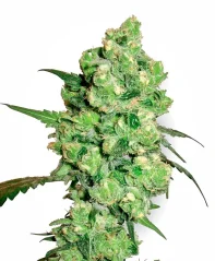 Sensi Seeds Cannabis Seeds Super Skunk Regular von White Label, 10 Stk.