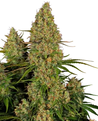 Sensi Seeds Cannabis Seeds Sticky Orange XXL Automatic Feminized, 3-10 db