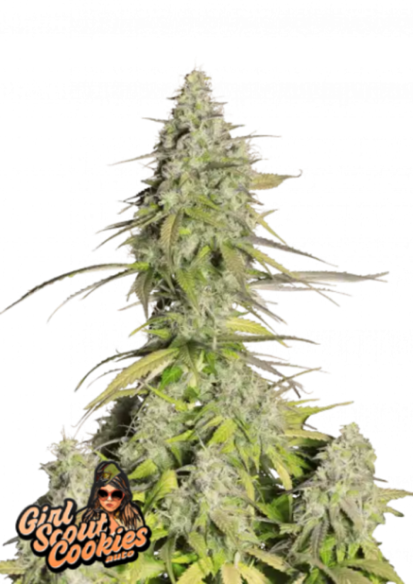 Fast Buds Cannabis Seeds Girl Scout Cookies Auto