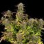 Royal Queen Seeds Cannabis Seeds Purple Punch Auto
