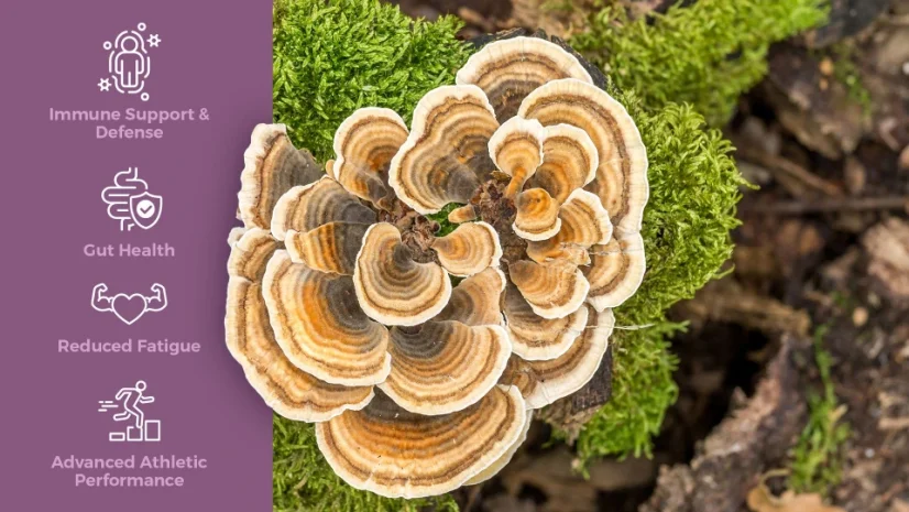 Endoca Chaga-Pilz-Gummis, 100 mg CBD, 30 Stück, 60 g
