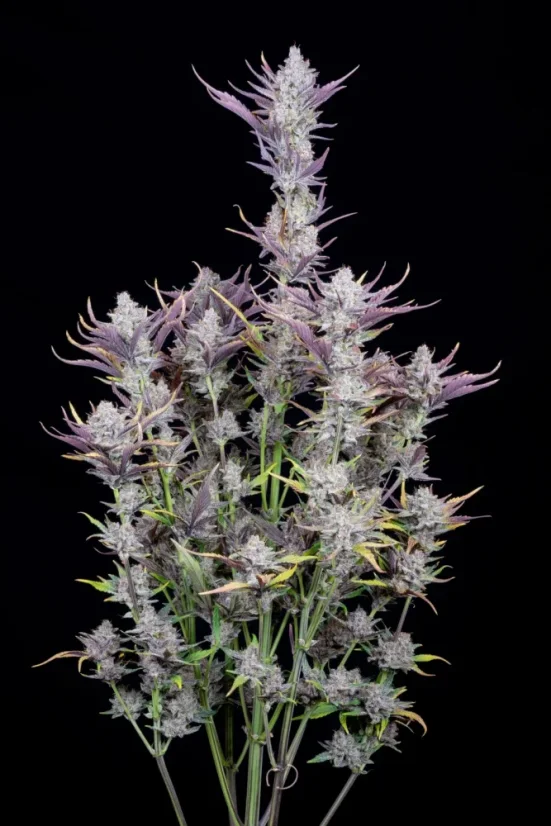 Fast Buds Cannabis Seeds Wedding Glue Auto
