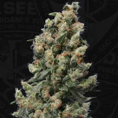 T.H.Seeds™ Cannabis Seeds Kushage™, διάφορα πακέτα, κανονικοί