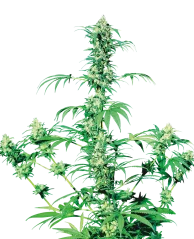 Sensi Seeds Cannabis Seeds Early Girl® Regular, 10 Stk.