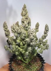 Dutch Passion Cannabis Seeds Auto Colorado Cookies® Autoflowering