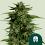 Royal Queen Seeds Cannabisfrön Hyperion F1 Auto