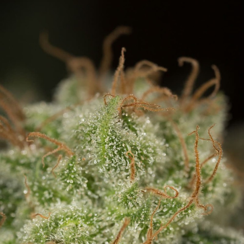 Silent Seeds Cannabis Seeds Lemon Tree Fast By Lemon Tree Feminized