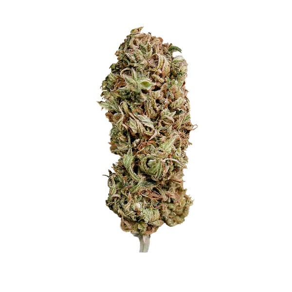 Royal Queen Seeds Cannabis Seeds AMG Feminizuotos
