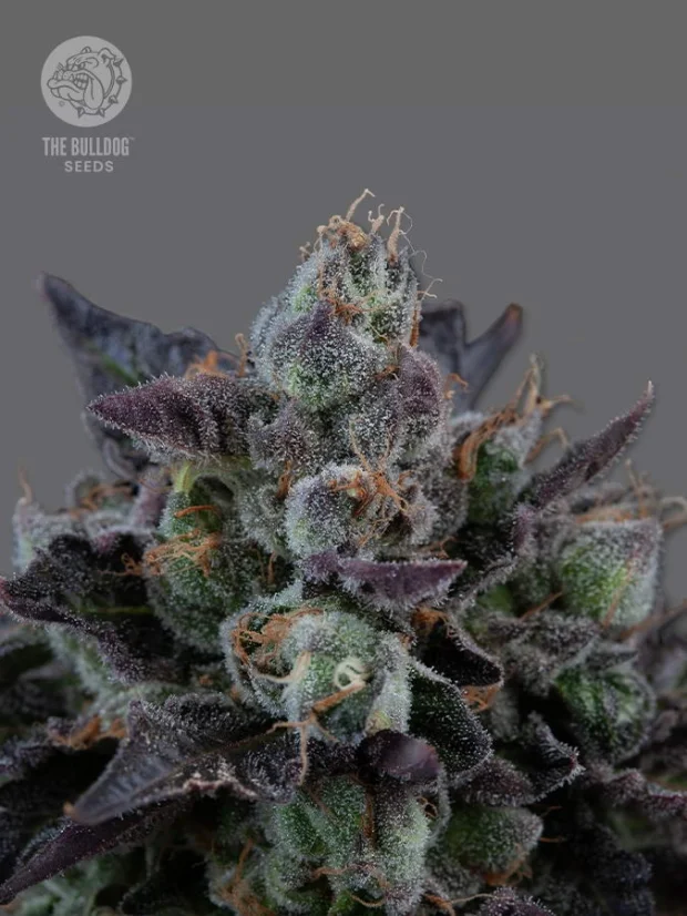 The Bulldog Seeds The Bulldog Gelato 17 Feminisiert, 3 und 5 Stk.