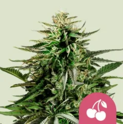 Royal Queen Seeds Hanfsamen Cherry Pie Feminisiert