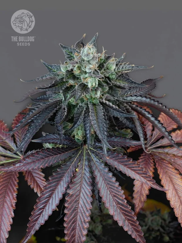 The Bulldog Seeds The Bulldog Gelato 17 Θηλυκοποιημένοι σπόροι, 3 και 5 τεμ.