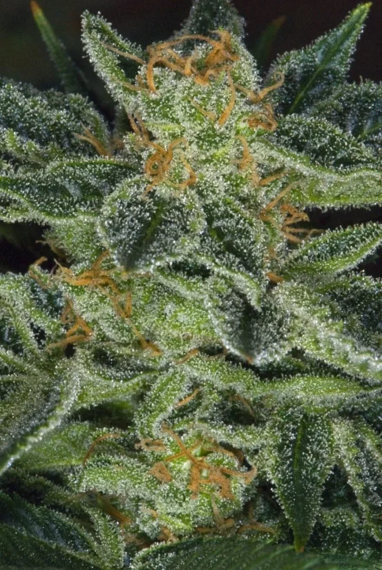 T.H.Seeds™ Cannabis Seeds Skunk XXX, verschiedene Packungen, regulär