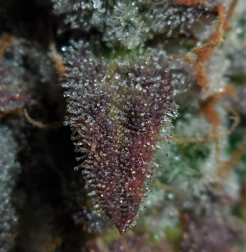 Fast Buds Cannabis Seeds Lemon AK Auto