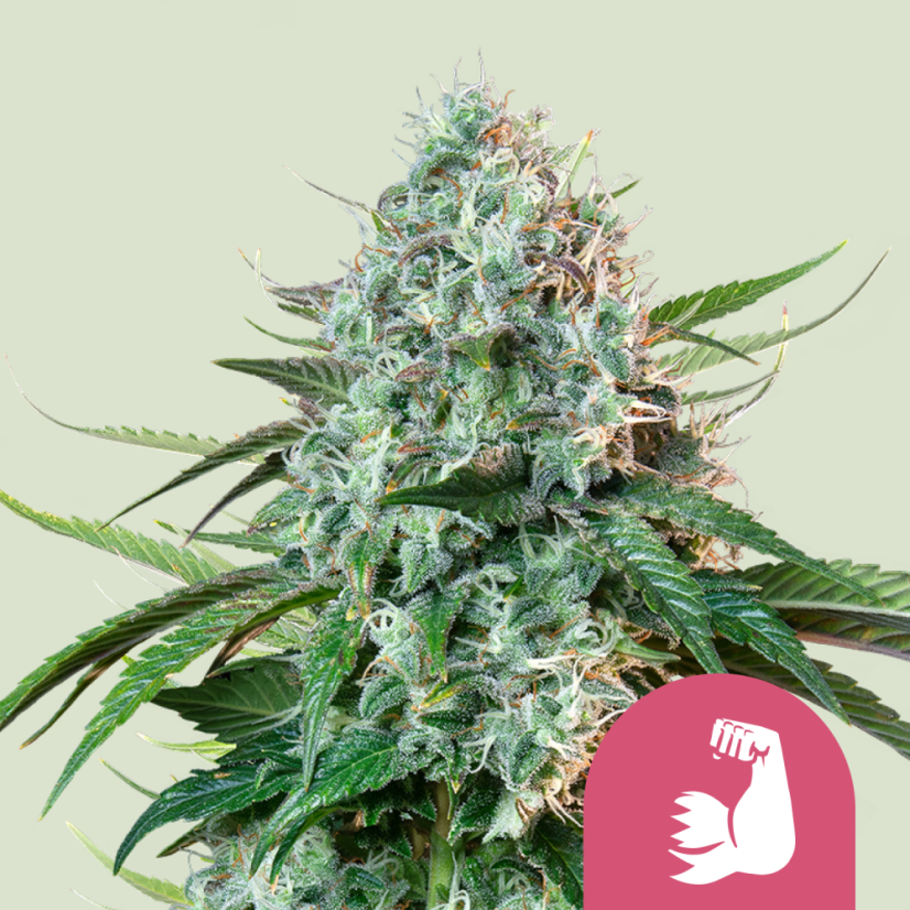 Royal Queen Seeds Kaņepju Sēklas HulkBerry Feminized
