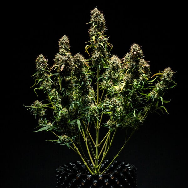 Royal Queen Seeds Cannabis Frø Purple Punch Auto