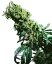 Sensi Seeds Cannabis Seeds Northern Lights #5 x Haze® Regular, 10 Stk.