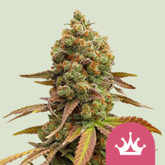 Royal Queen Seeds Cannabis Seeds Special Queen #1 Feminizuotos