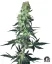 Sensi Seeds Cannabis Seeds Amnesia White Regular by White Label, 10 Stk.