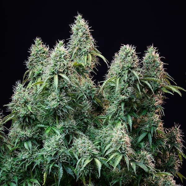Royal Queen Seeds Cannabis Seeds Amnesia Haze Auto