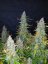 Fast Buds Cannabis Seeds Californian Snow Auto
