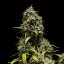 Royal Queen Seeds Cannabis Seeds Purple Punch Auto