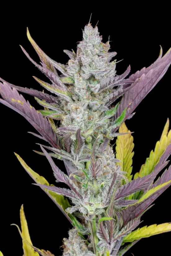 Fast Buds Cannabis Seeds Wedding Glue Auto