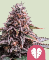 Royal Queen Seeds Cannabis Seeds Pink Mist Nőiesített