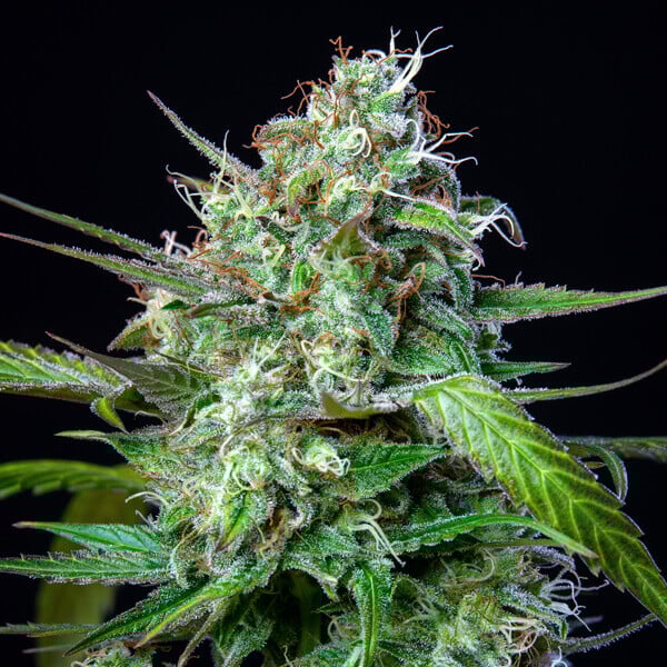 Royal Queen Seeds Cannabis Seeds Mimosa Auto