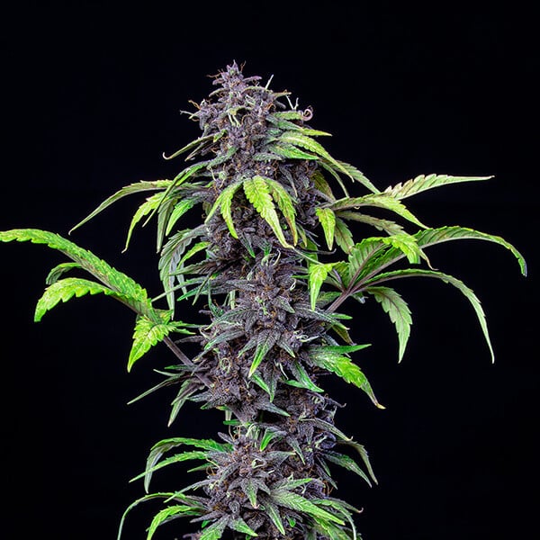 Royal Queen Seeds Cannabisfrön Purplematic Auto (Hög CBD)