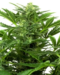 Sensi Seeds Cannabis Seeds Mandarin Punch Automatic Feminisiert, 3-10 Stk.