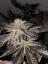 T.H.Seeds™ Cannabis Seeds Limited Regular Edition French Kisz, 11 pack
