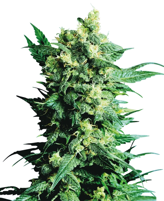 Sensi Seeds Cannabis Shiva Shanti II® Regular, 10 Stk.