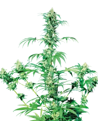 Sensi Seeds Cannabis Seeds Early Girl® Regular, 10 Stk.