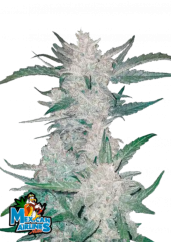 Fast Buds Semi di Cannabis Mexican Airlines Auto