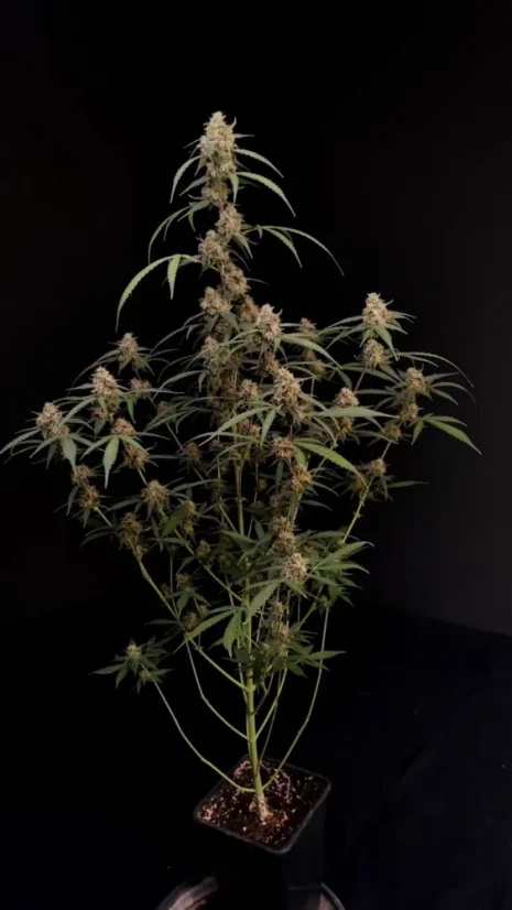 Fast Buds Cannabis Seeds AK Auto